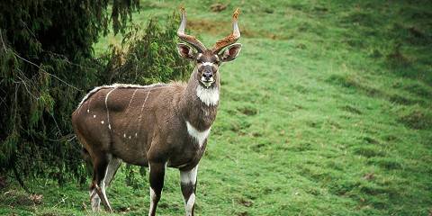 11-Day Simien, Bale Mountains and Awash Adventure Tour