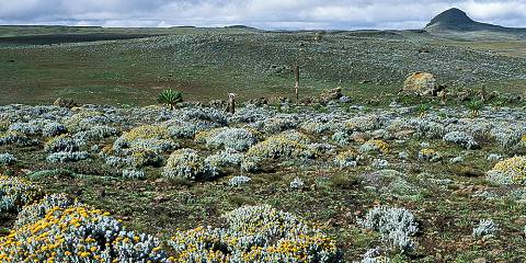 "Bale Mountains: 4-Day Adventure Tour"