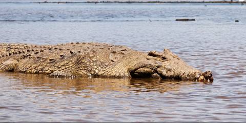 Arba Minch Wildlife & Lake Experience