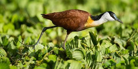 8-Day Awash & Rift Valley Birding Adventure