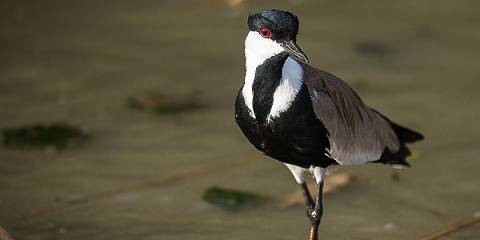 14-Day Ethiopian Birdwatching and Photograph Tour