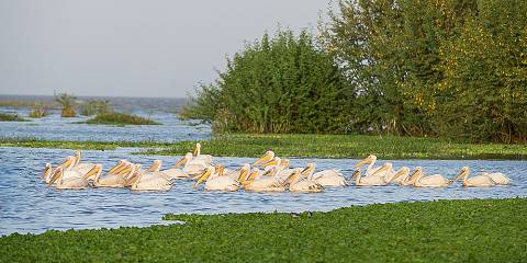 Lake Ziway Adventure- Birds, Boats & Scenic Views