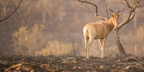 Rift Valley Wonders & Thrills to Awash NP