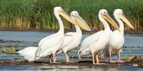 10-Day Ethiopia Birding & Wildlife Explorer