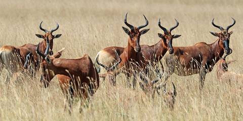 7-Day Rift to Roof-Awash & Bale Wild Safari Tour