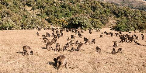 3-Day Ethiopia Camping and Trekking Tour