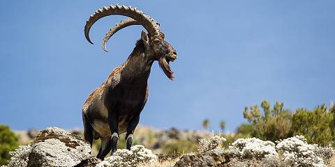 4-Day Simien Mountains Trek