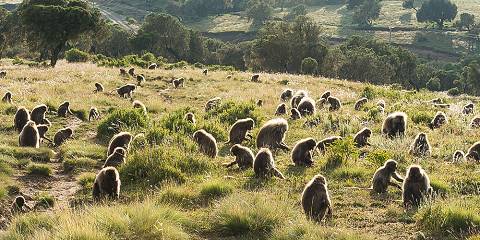 9-Day Simien Mountains Trek & Gondar Ethiopia