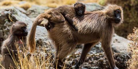 3-Day Simien Mountains and Gondar Tour with Flights