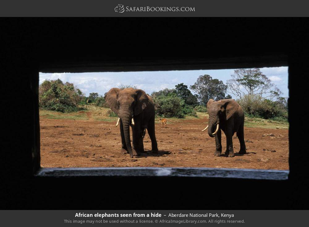 African elephants seen from a hide in Aberdare National Park, Kenya