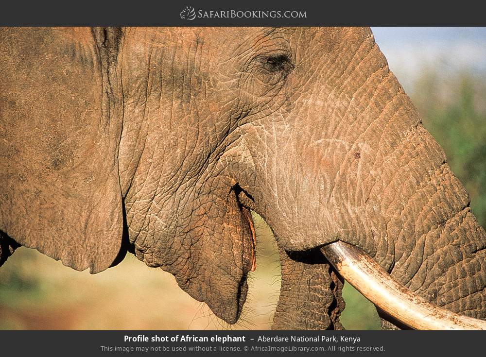 African elephant in Aberdare National Park, Kenya