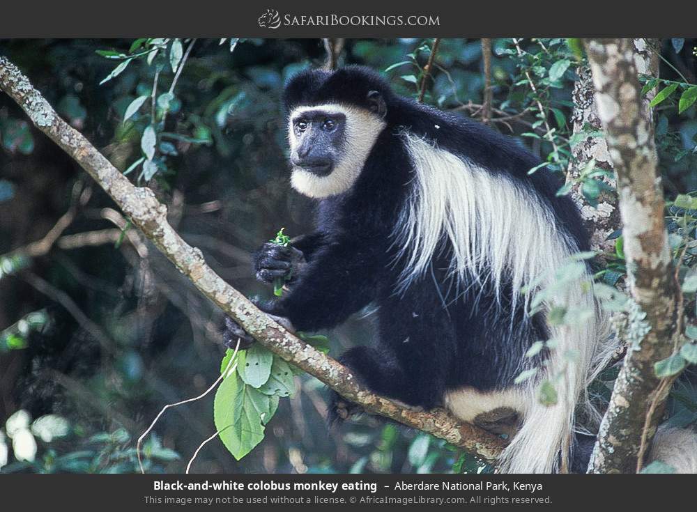 Black-and-white colobus in Aberdare National Park, Kenya