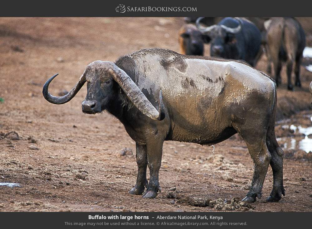 Buffalo bull in Aberdare National Park, Kenya
