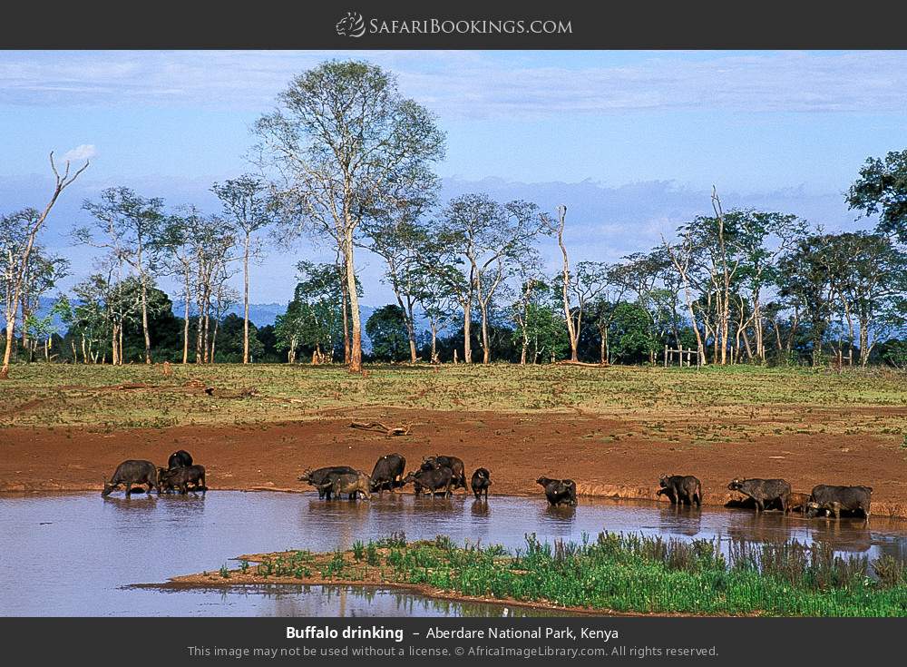 Buffalo herd drinking in Aberdare National Park, Kenya