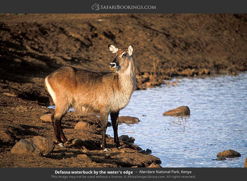 Defassa waterbuck at a waterhole in Aberdare National Park, Kenya
