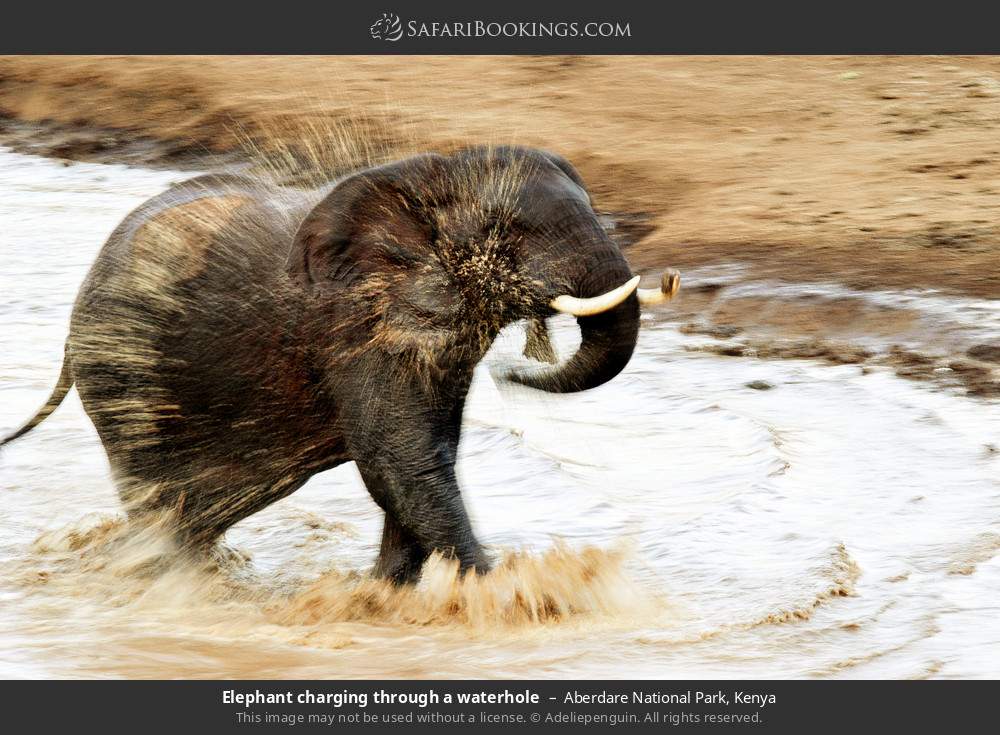 Elephant charging through a waterhole in Aberdare National Park, Kenya