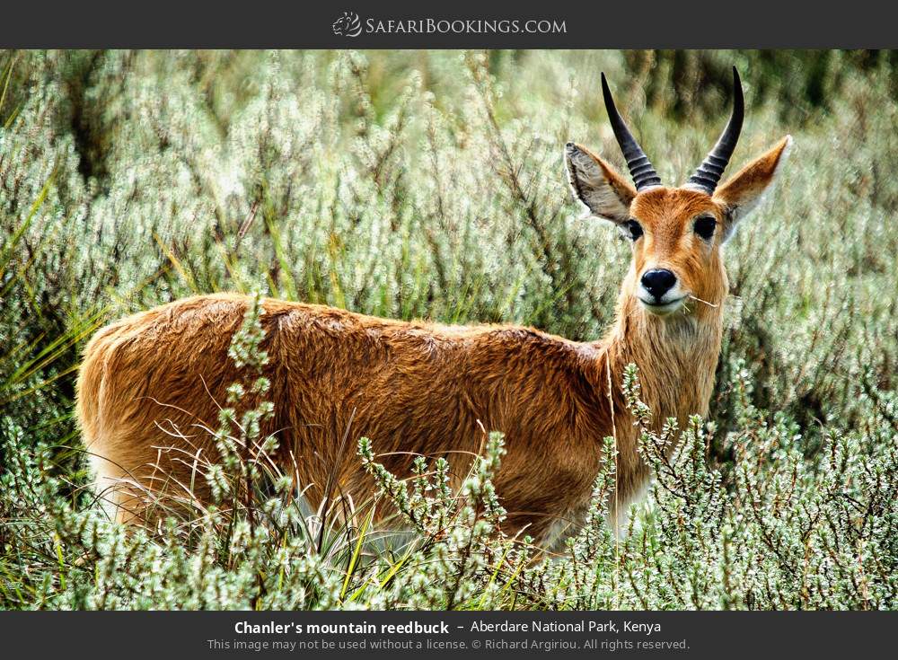 Chanler's mountain reedbuck in Aberdare National Park, Kenya