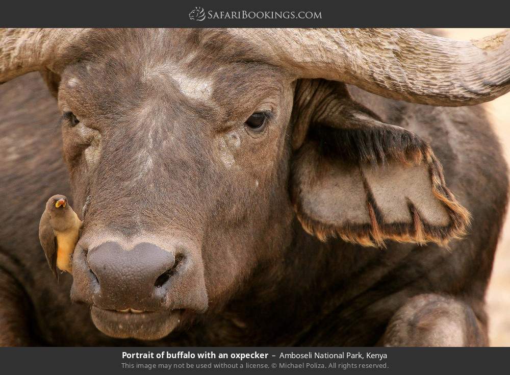 A buffalo with a yellow-billed oxpecker in Amboseli National Park, Kenya