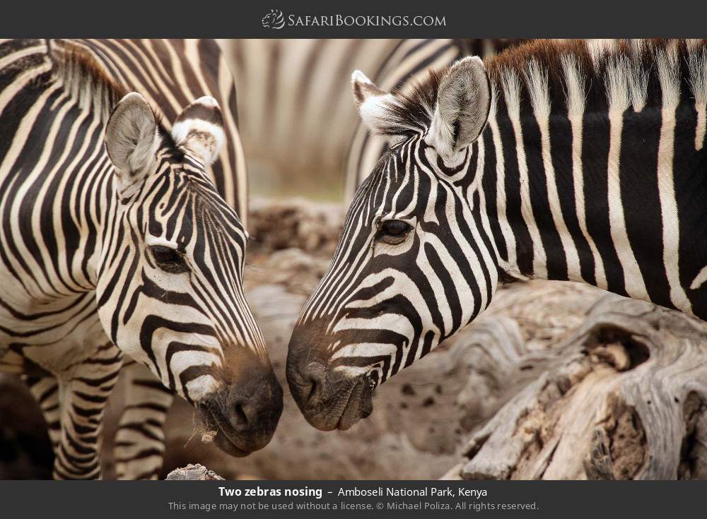 Two zebras nosing in Amboseli National Park, Kenya