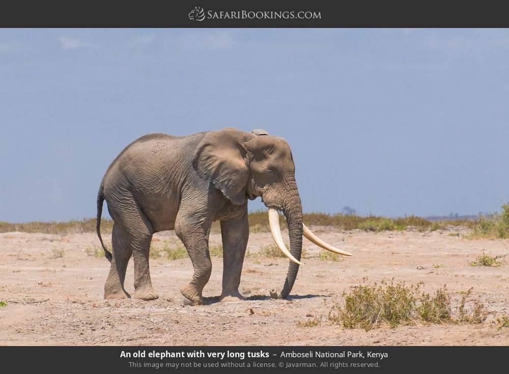 An old elephant with long tusks in Amboseli National Park, Kenya