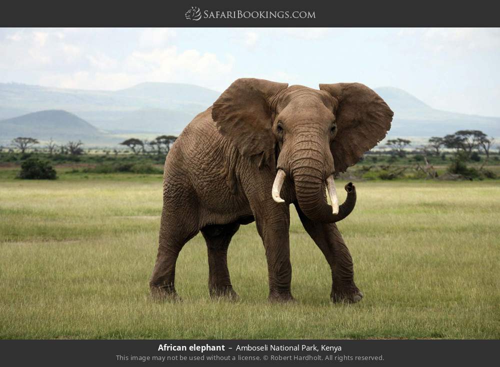 African elephant in Amboseli National Park, Kenya