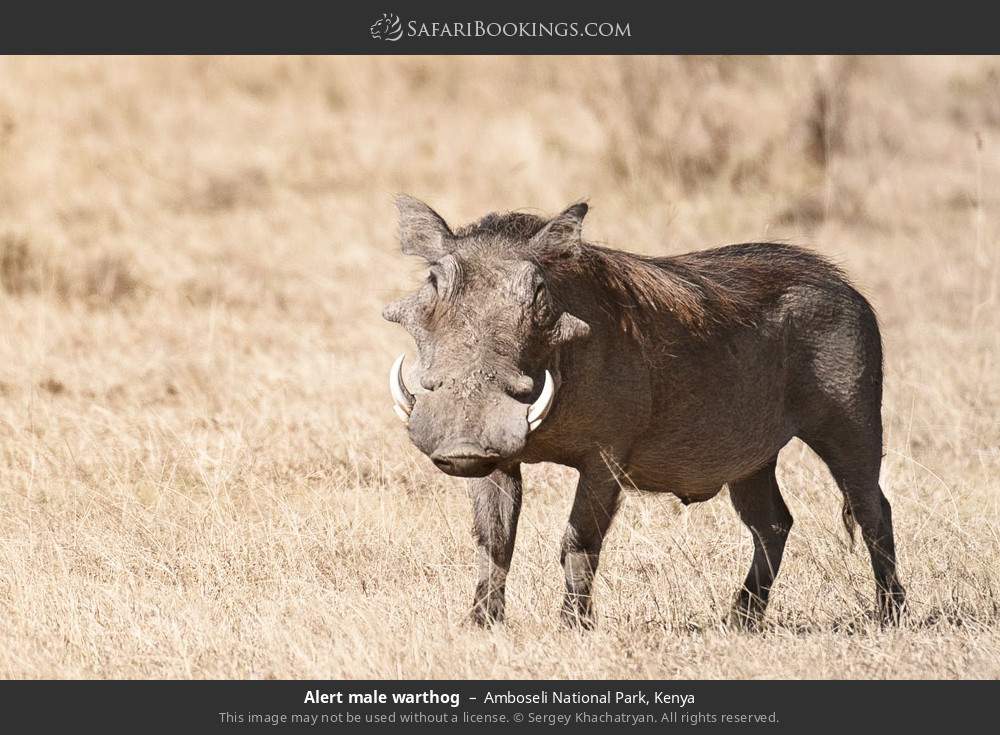 Alert male warthog in Amboseli National Park, Kenya