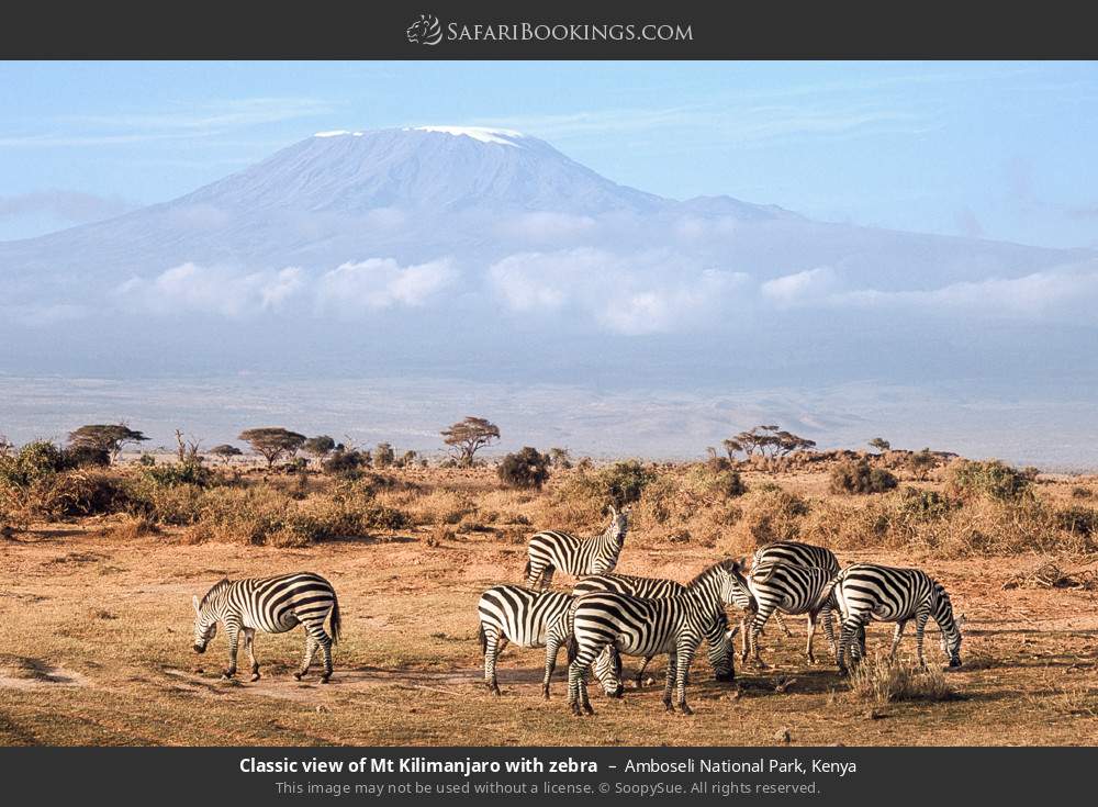 View of Mt Kilimanjaro with zebras in Amboseli National Park, Kenya
