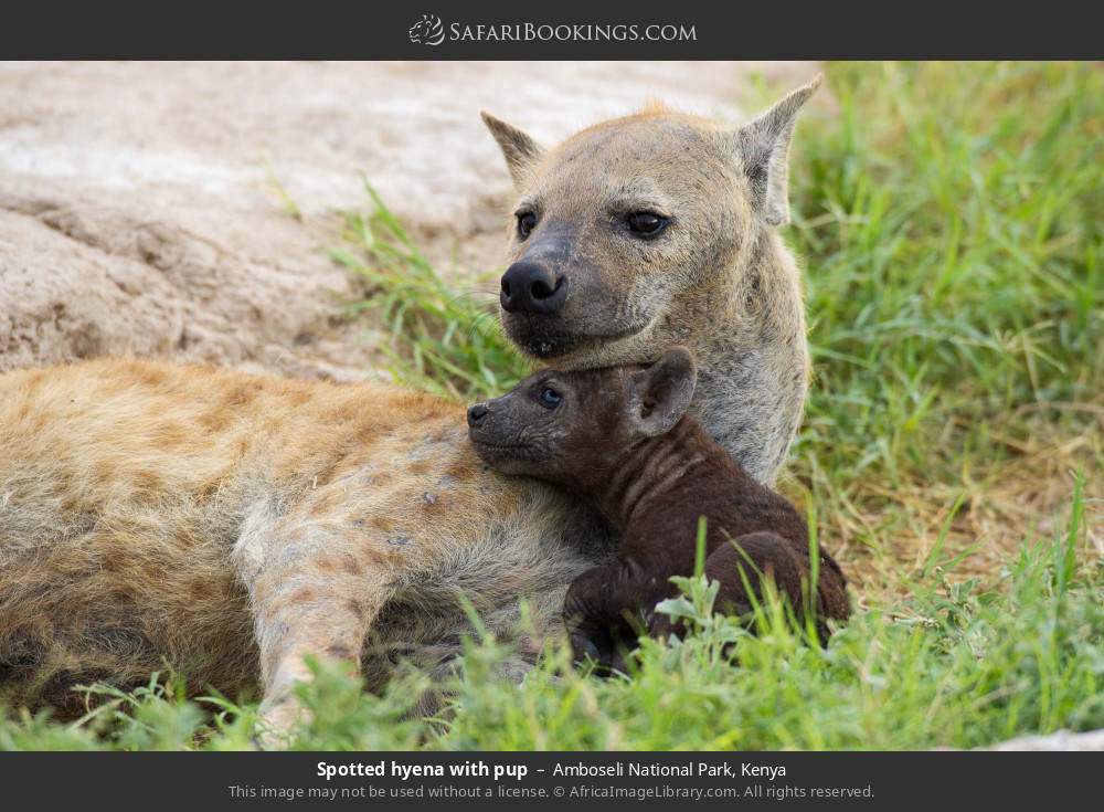 Spotted hyena with cub in Amboseli National Park, Kenya