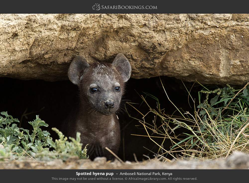 Spotted hyena cub in Amboseli National Park, Kenya