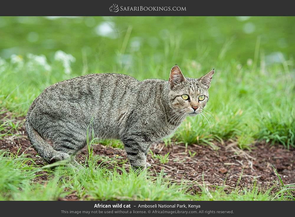 African wild cat in Amboseli National Park, Kenya