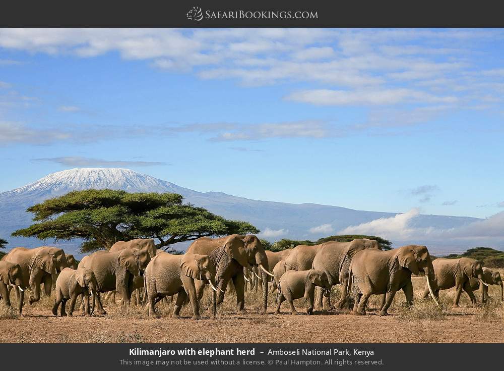 Herd of elephants in front of Mt Kilimanjaro in Amboseli National Park, Kenya