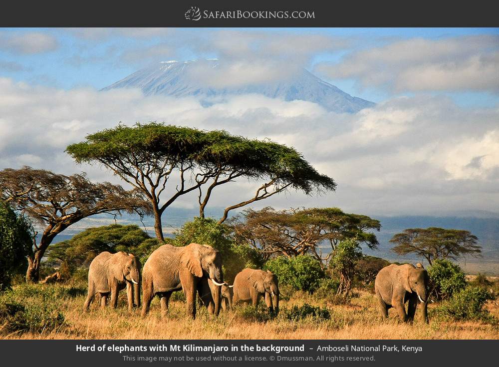 Herd of elephants in front of Mt Kilimanjaro in Amboseli National Park, Kenya