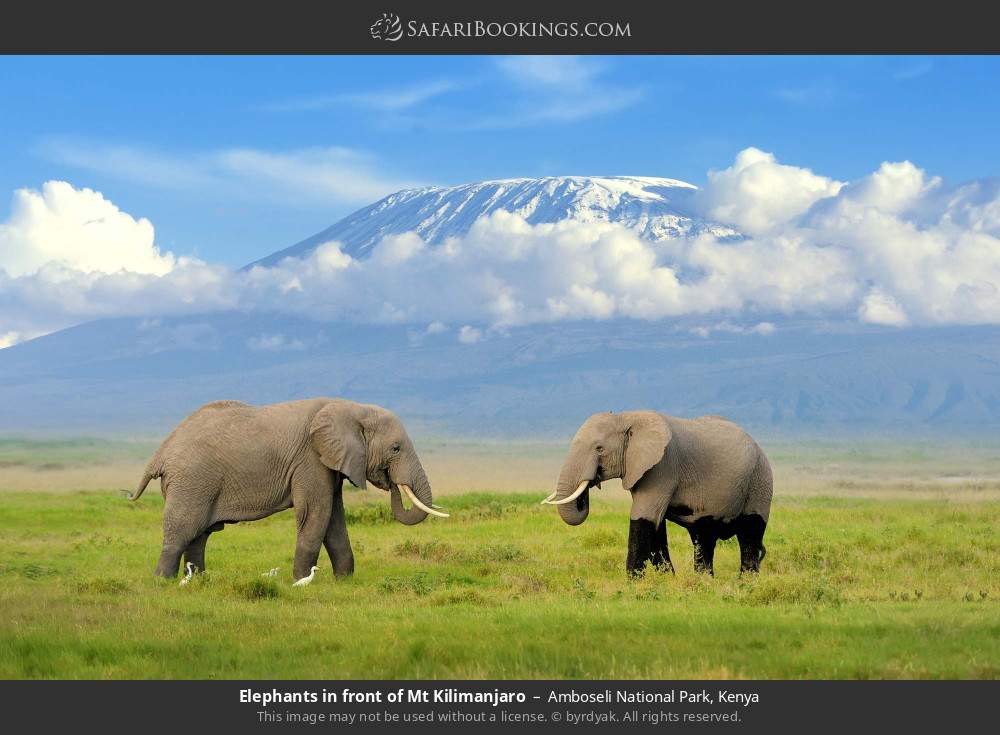 Elephants in front of Mt Kilimanjaro in Amboseli National Park, Kenya