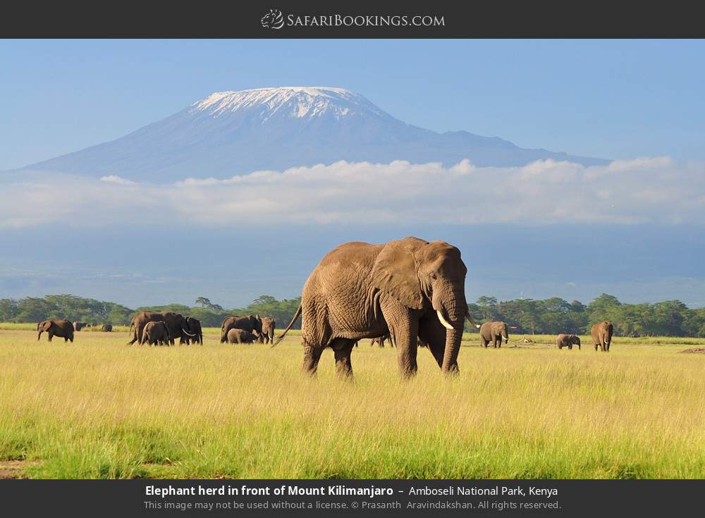 Elephant herd in front of Mt Kilimanjaro in Amboseli National Park, Kenya