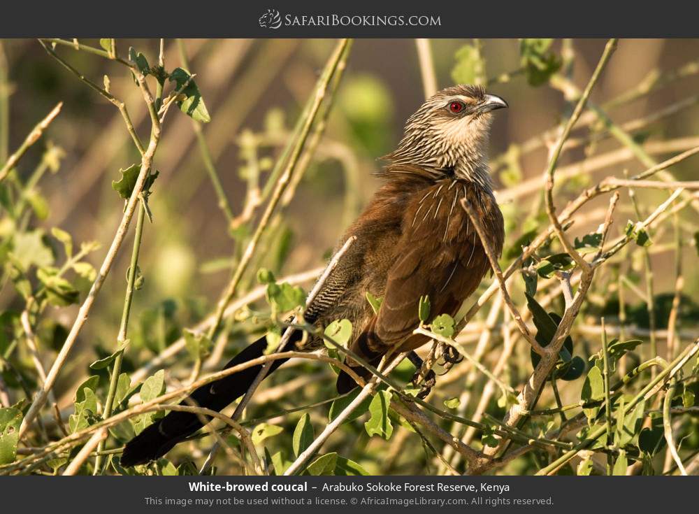 White-browed coucal in Arabuko Sokoke Forest Reserve, Kenya