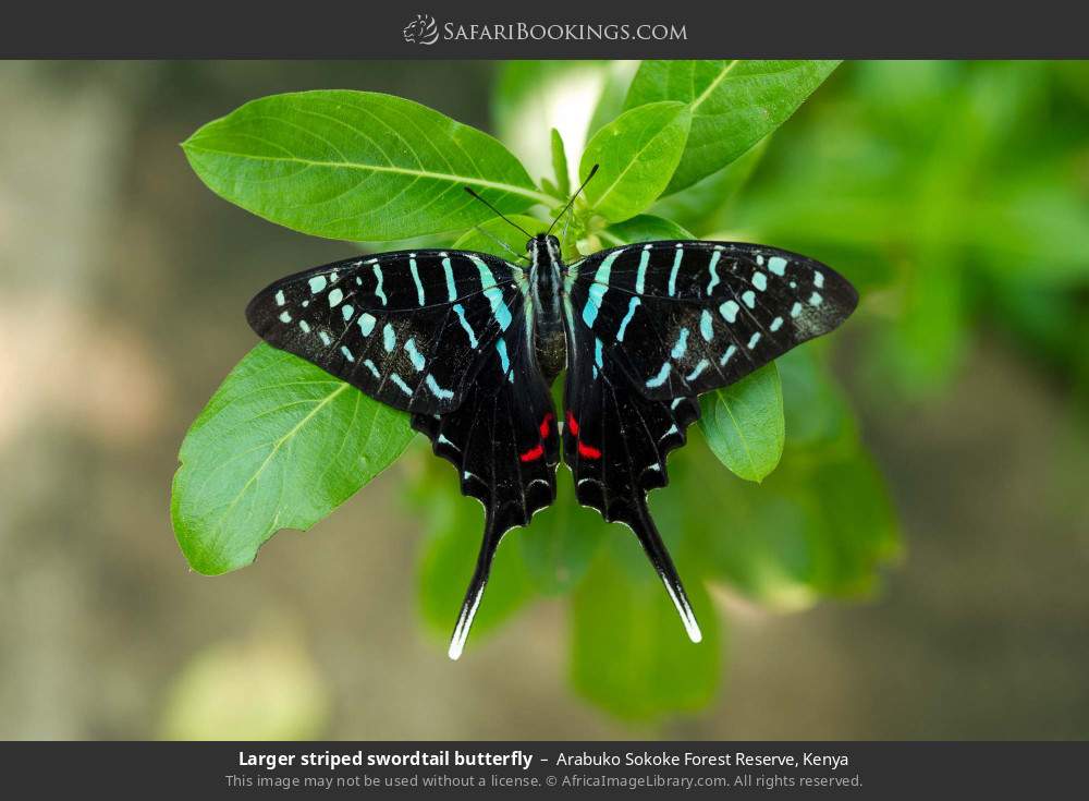 Larger striped swordtail butterfly in Arabuko Sokoke Forest Reserve, Kenya