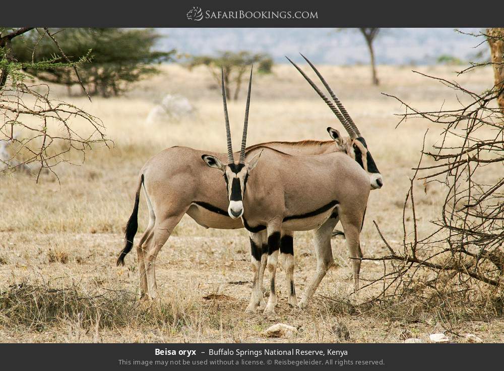 Beisa oryxes in Buffalo Springs National Reserve, Kenya