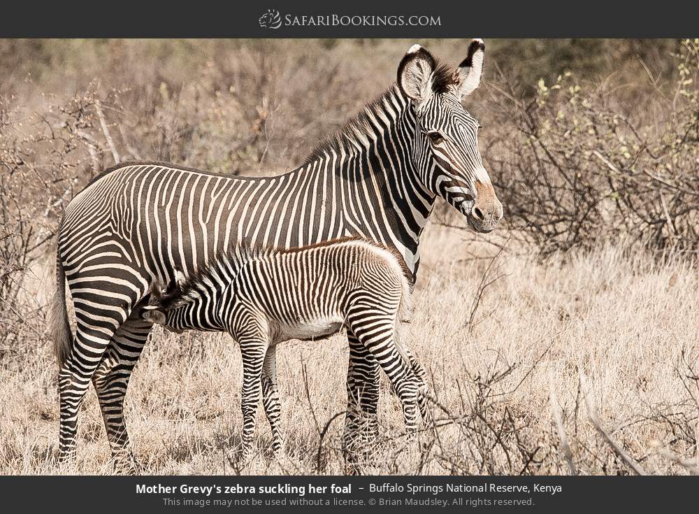 Mother Grevy's zebra suckling her foal in Buffalo Springs National Reserve, Kenya