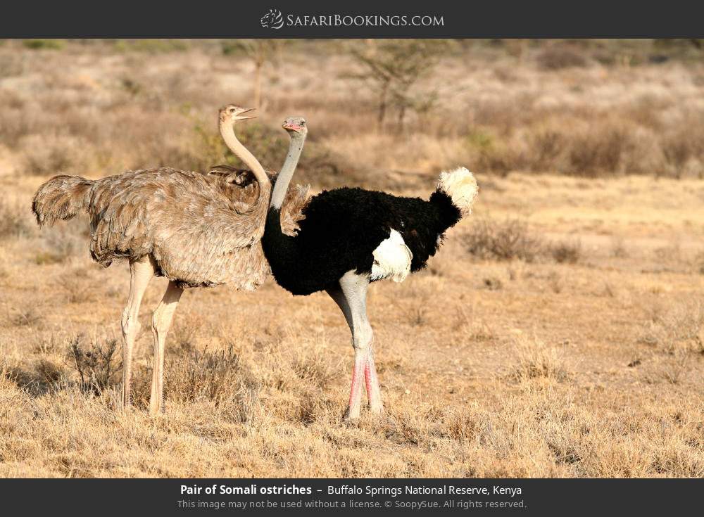 Pair of Somali ostriches in Buffalo Springs National Reserve, Kenya