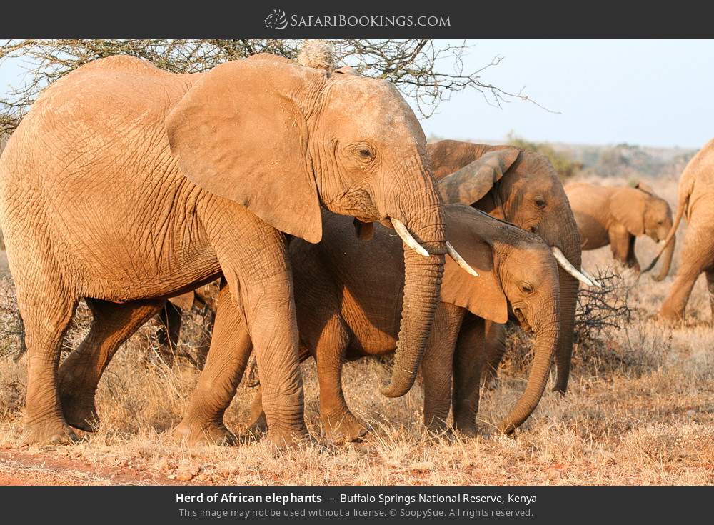 Herd of African elephants in Buffalo Springs National Reserve, Kenya