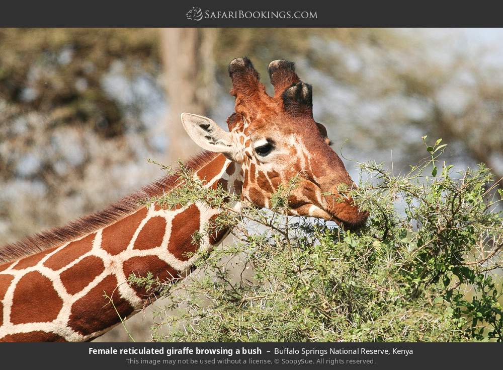 Reticulated giraffe browsing in Buffalo Springs National Reserve, Kenya