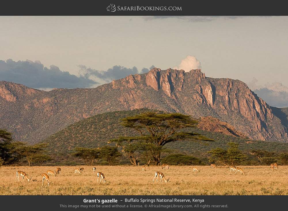 Grant's gazelles in Buffalo Springs National Reserve, Kenya