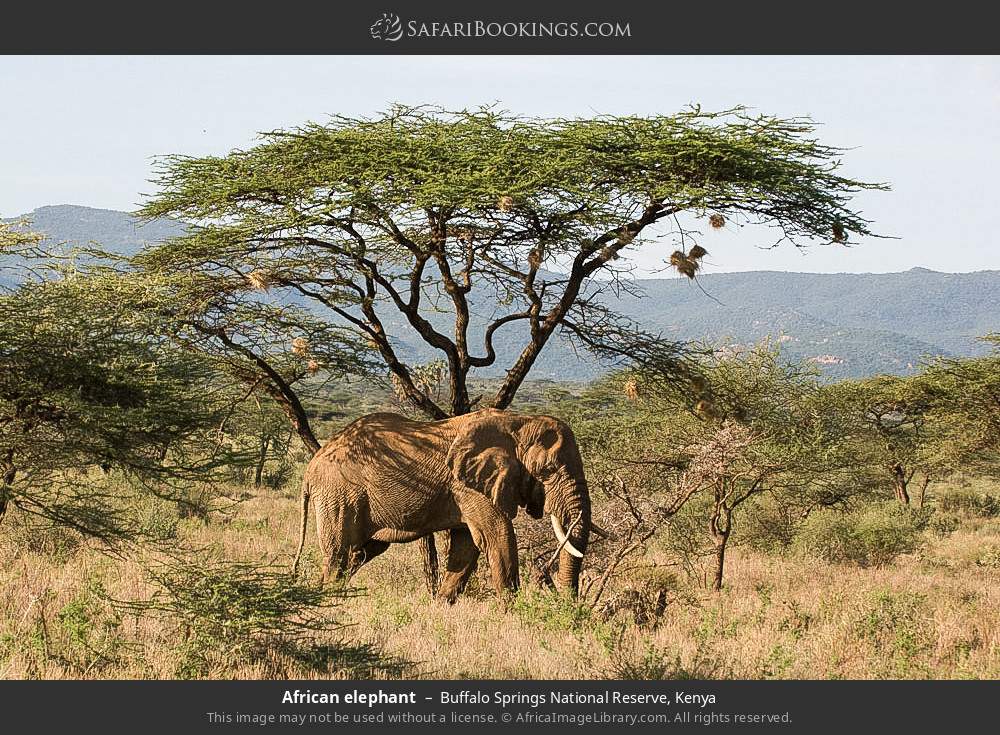 African elephant in Buffalo Springs National Reserve, Kenya