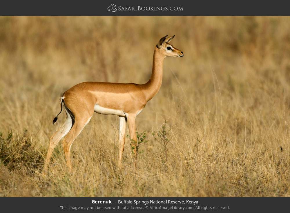 Gerenuk in Buffalo Springs National Reserve, Kenya