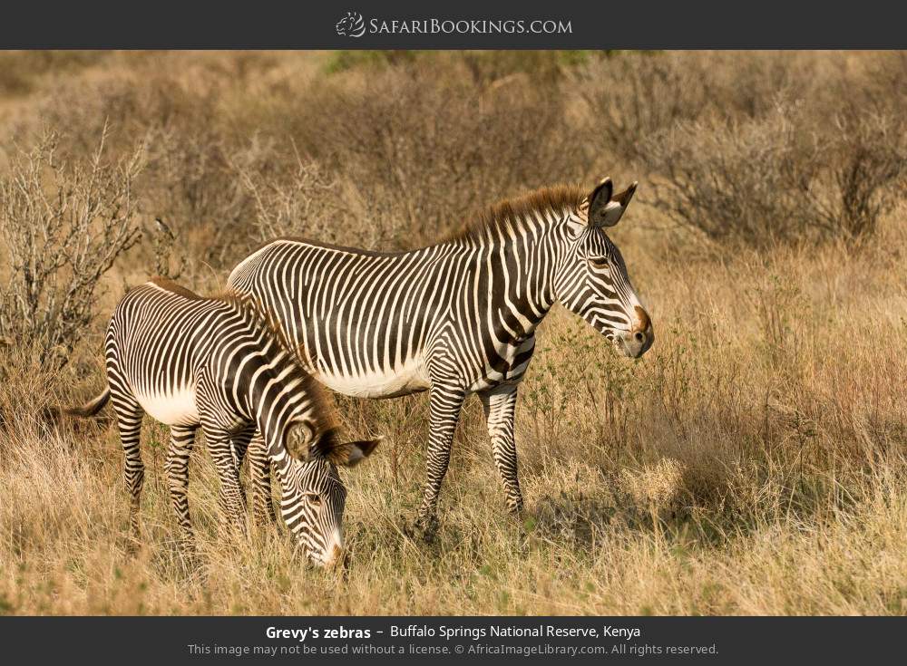 Grevy's zebras in Buffalo Springs National Reserve, Kenya