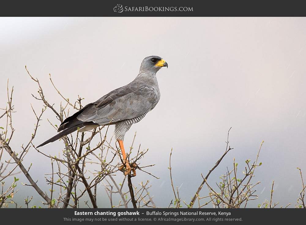 Eastern chanting goshawk in Buffalo Springs National Reserve, Kenya