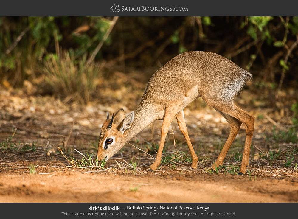 Kirk's dik-dik in Buffalo Springs National Reserve, Kenya