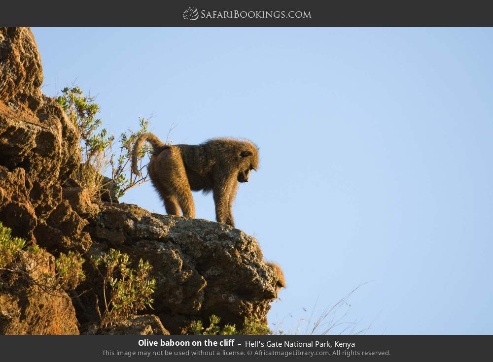 Olive baboon on a cliff in Hell's Gate National Park, Kenya