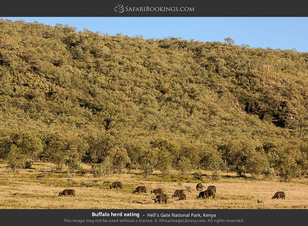 Buffalo herd eating in Hell's Gate National Park, Kenya