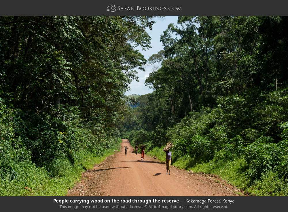 People carrying wood on the road through the reserve in Kakamega Forest, Kenya